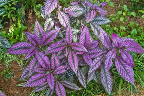 Some Interesting List Of Plant With Purple And Green Leaves Grower Today