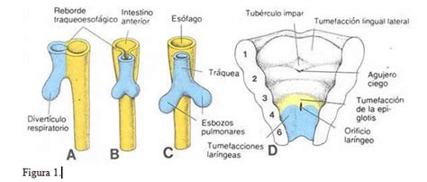 Karl schorwer faringe y laringe faringe división 1. cardiorespiratoriouq: La laringe por Norma orjuela