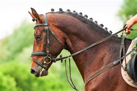 The Most Expensive Horse Breeds In The World Ventured