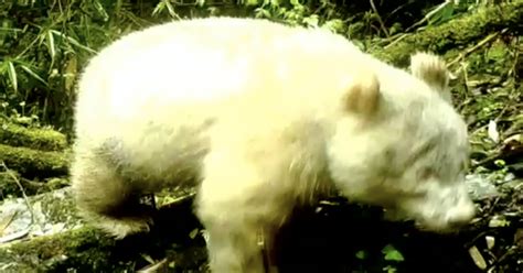 Albino giant panda: First-ever documented photos of all-white albino