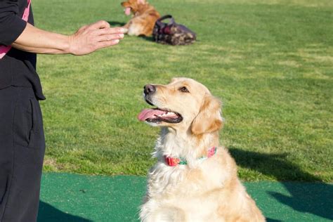 Aprende A Realizar Adiestramiento Canino Con Clicker Aon Seguro Para