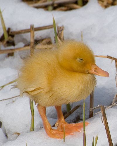 Cold Little Ducky Cute Baby Animals Ducklings