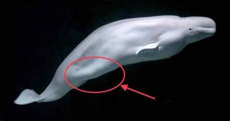 The Beluga Whale Is One Of The Most Interesting In The Sea