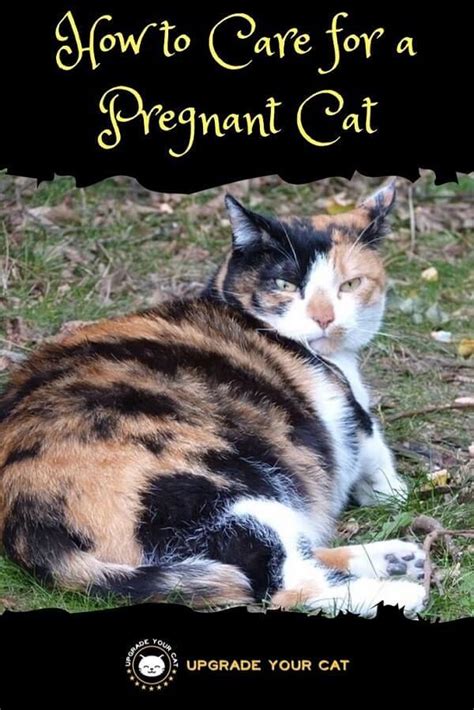 How To Care For A Pregnant Cat