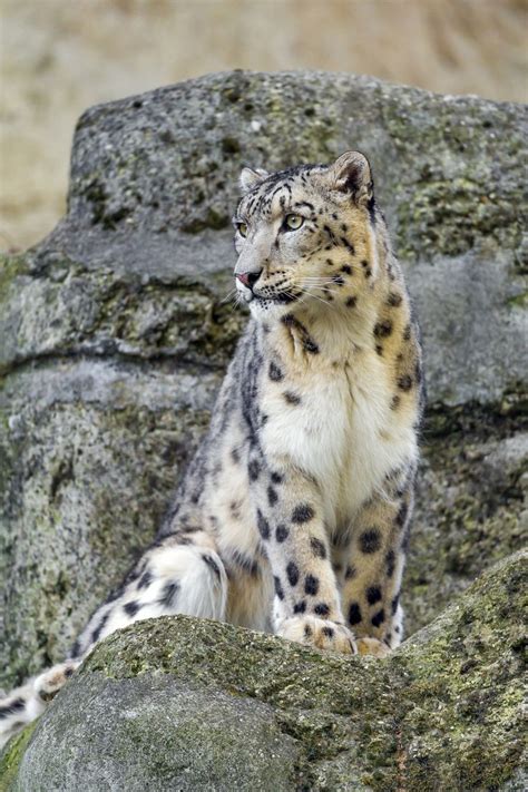 2704 Best Snow Leopard Images On Pinterest Big Cats Snow Leopard And