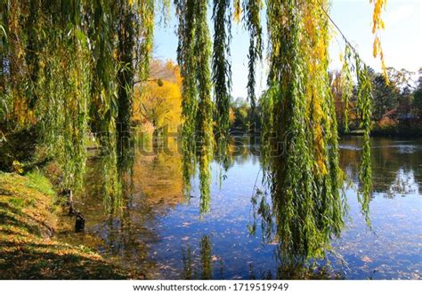 Photograph Wasserpark Weeping Willows Autumn Fall Stock Photo Edit Now