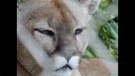 Mountain Lions Cougars In Upper Michigan Jason Asselin Youtube