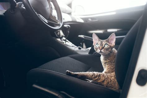 Perodua Axia Vs Proton Iriz Kucing Bawah Kereta Vios Aebrenbo