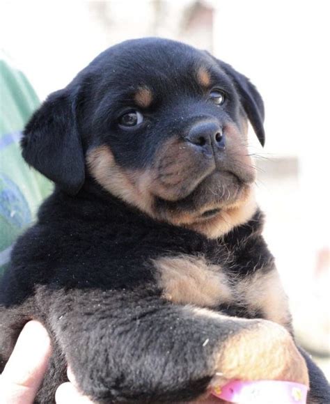 Rottweiler Puppies For Sale | Phoenix, AZ #331724