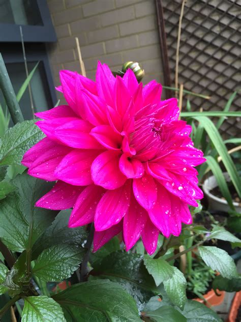 Pin By Aj Andy On Dahlias Dahlia Plants Garden