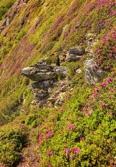 Pink Rhododendron Flowers On Summer Mountain Stock Photo Image Of
