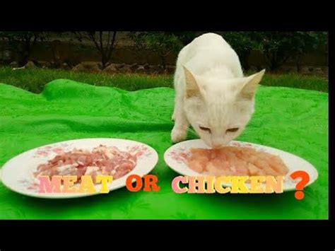 Have you ever been tempted to feed your dog pineapple but were not sure whether it's safe to do so? What Does A Cat Prefer To Eat, Meat Or Chicken? | Cat ...