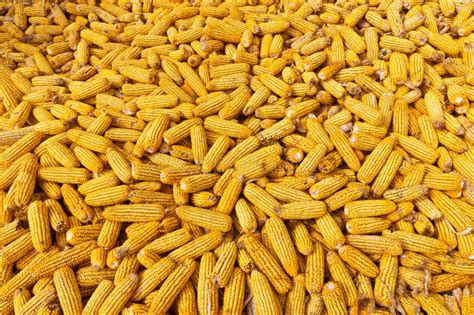 Corn Pile Stock Photo Image Of Color Industry Mature 35656564