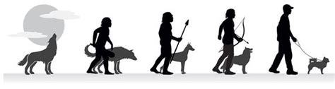 Evolution Of Dog Breeds Microbewiki