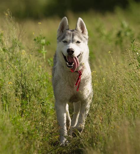 Pictures Of Huskies An Amazing Gallery Of Siberian And Alaskan Dogs