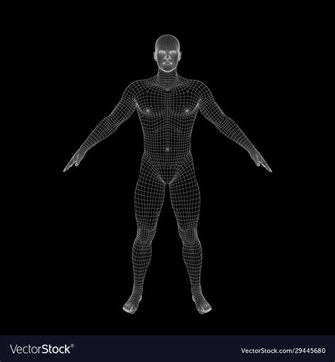 Standing Man Wireframe Human Body Outline Vector Image