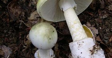 Health Agencies Warn Of Poisonous Mushrooms In Northeast
