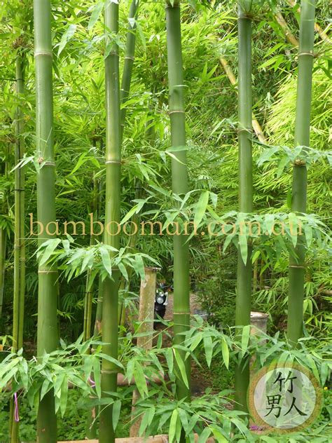 Most Popular Bamboos Varieties Bamboo Whitsunday