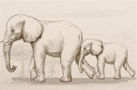 Elephant Drawing Pictures Easy Deriding Polyphemus