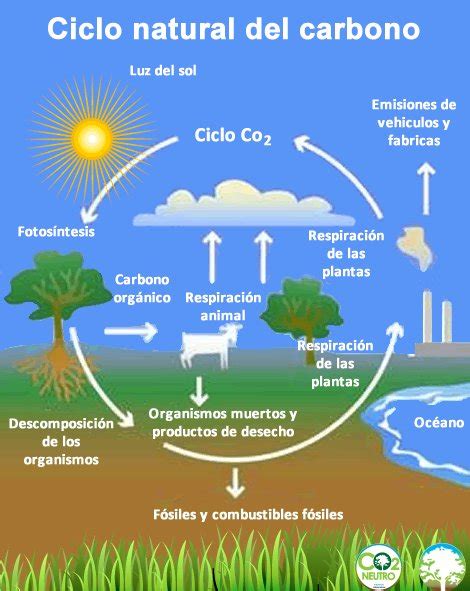 Profafor Latam On Twitter Ciclo Natural Del Carbono Profafor