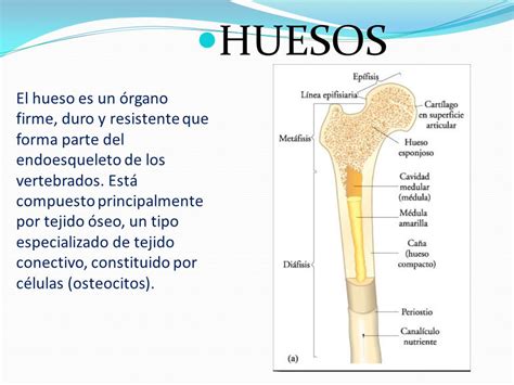 1 ¿qué Es La Osteología 2 ¿por Cuantos Huesos Cuenta Un Cuerpo