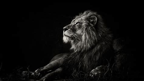 Hd Wallpaper Wildlife Black Black And White Lion Mammal