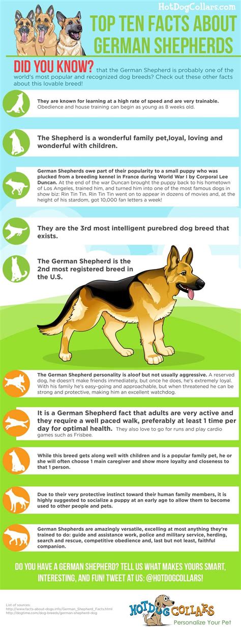 Top 10 Facts About German Shepherds Infographic