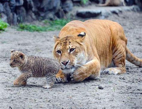 Liger Cubs Make Their Debut Photos Abc News