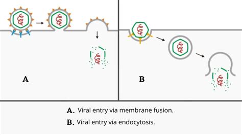 The Viral Life Cycle Microbiology Vrogue