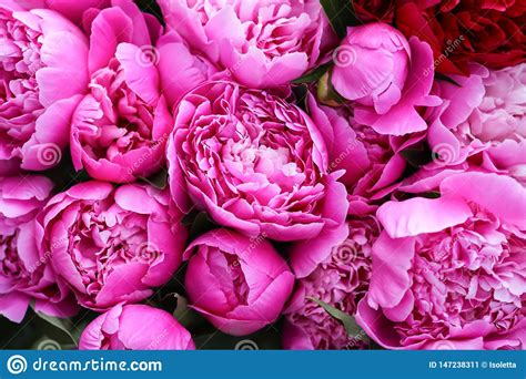 Beautiful Spring Peony Flowers In The Summer Garden Stock Image Image