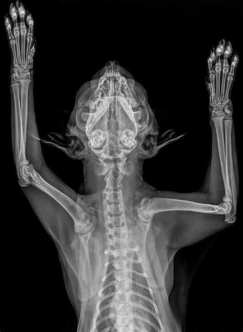 Echografie Mri Röntgenfotos En Radiologie Bij Katten Bodytech