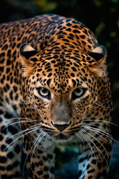 Jaguar Wallpaper Leopard Wallpaper Android Wallpaper Baby Animals