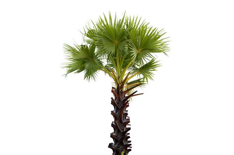Isolated Palmyra Palm Trees On Transparent Background Png File 14403203 Png