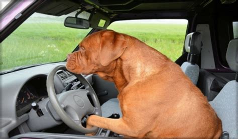 Tips For Traveling With Dogs In Cars Todays Pet Inc Elkridge Md