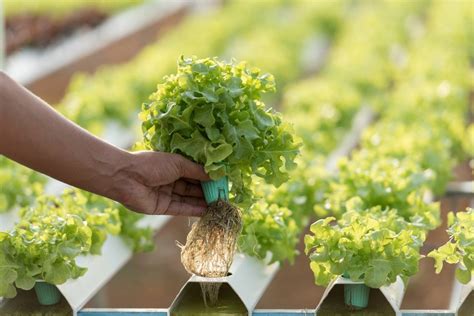 Cómo Hacer Un Cultivo Hidropónico De Raíz Flotante