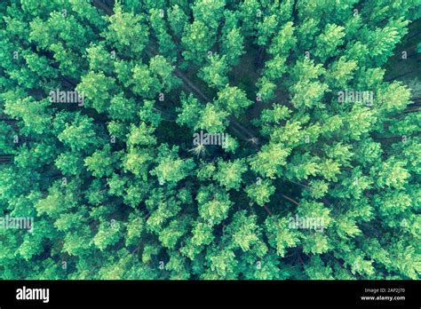 Background Pine Forest Hi Res Stock Photography And Images Alamy