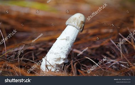 14 mushroom like penis 图片、库存照片和矢量图 shutterstock
