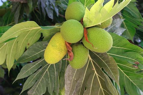 10 Amazing Benefits Of Breadfruit For Skin Hair And Health
