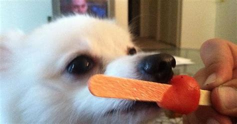 All Natural Popsicle For My Pomeranian Cade Imgur