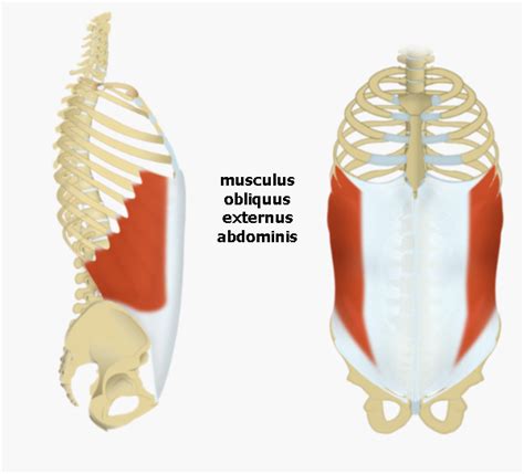 Musculus Obliquus Externus Abdominis Medic Na Nemoci Studium Na