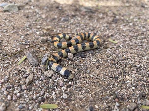 Banded Sand Snake From Green Valley Az Us On August 22 2022 At 0941