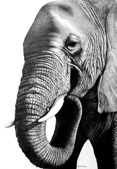Elephant By Jerry Winick Elephant Drawing Elephant Print Art