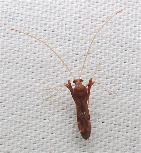 Bug With Long Antennae Paraxenetus Guttulatus Bugguide Net