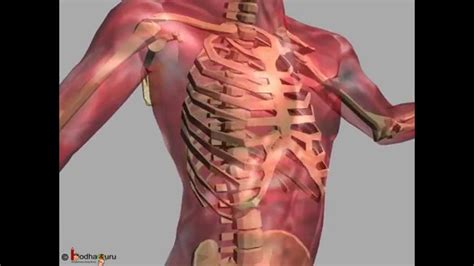 Science Human Skeleton And Different Joints Movement 3d Animation