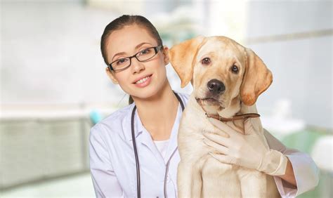 Vet Services, Physical exam of pet, Vaccinations - Royal Dog Academy