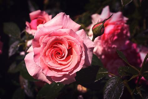 Roses Pink Rose Bloom Free Photo On Pixabay