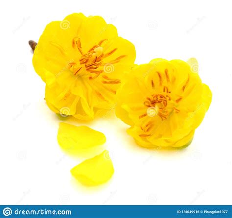 Yellow Apricot Blossom Closeup Hoa Mai Close Floral Stock Photo