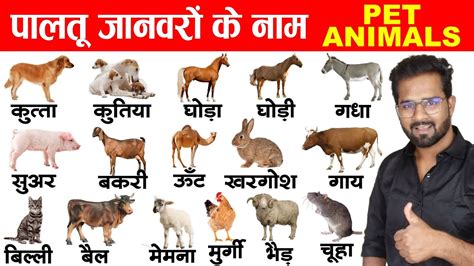 Pet Animals Name Hindi And English With Picture Spelling