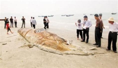 Mysterious 55ft Sea Monster Washes Up In China Daily Mail Online