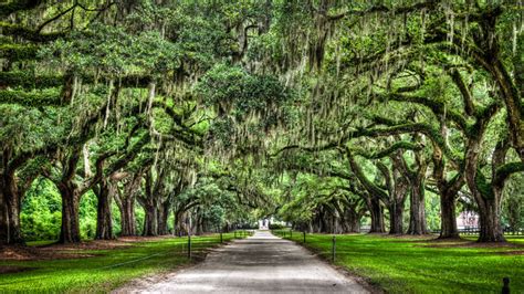 Free Download It Is Lined By About 90 Oaks With Spanish Moss South